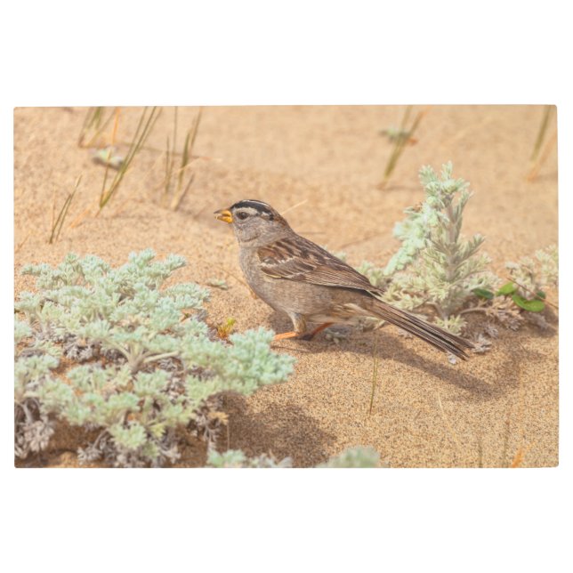 砂上のスパロー メタルプリント (正面)