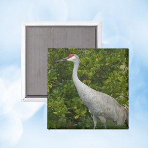 砂丘クレーン自然鳥写真 マグネット