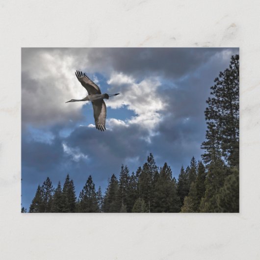 砂丘クレーン ポストカード (正面)