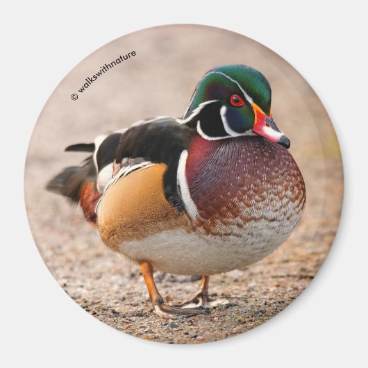 砂利上の木のアヒル マグネット (正面)