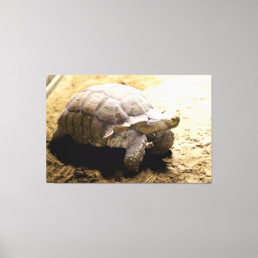 砂地の大きなリクガメ キャンバスプリント (正面)