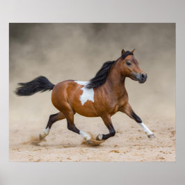 砂塵に覆われたアメリカランニングのミニチュアホース ポスター