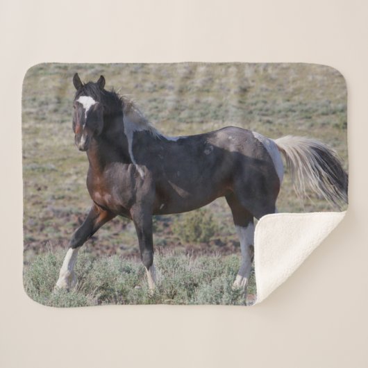 砂塵浴後の野馬 シェルパブランケット (正面(横))
