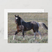 砂塵浴後の野馬 ポストカード (正面/裏面)