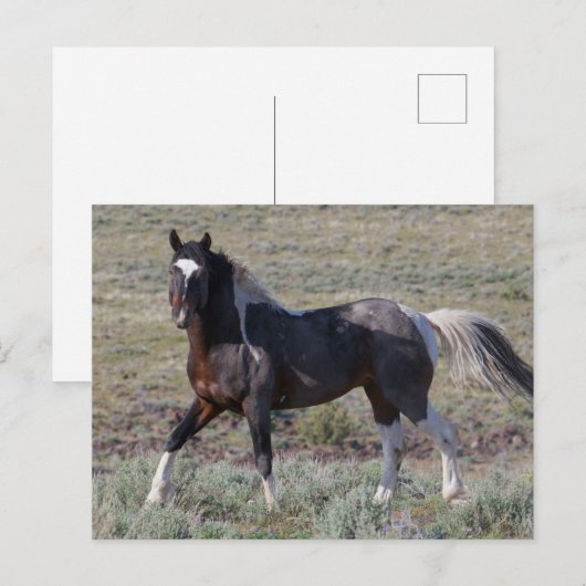 砂塵浴後の野馬 ポストカード (正面/裏面)
