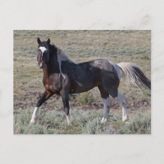 砂塵浴後の野馬 ポストカード (正面)