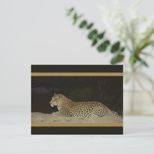 砂州の野生動物のポストカードに横たわるヒョウ ポストカード (スタンド正面)