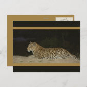 砂州の野生動物のポストカードに横たわるヒョウ ポストカード (正面/裏面)