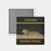 砂州の野生動物磁石に横たわるヒョウ マグネット (正面/裏面)