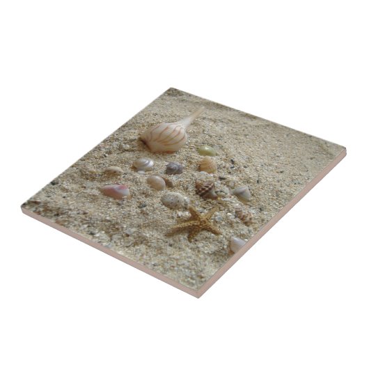砂浜の貝殻 タイル (側面)