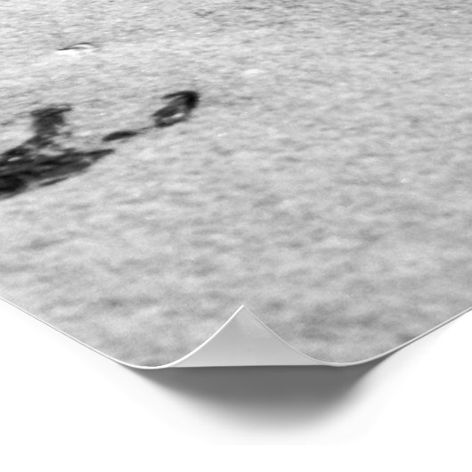 砂浜の黒と白の貝殻 16x20 ポスター (角)