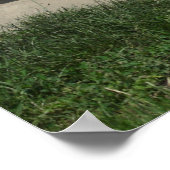 砂浴用ロバ ポスター (角)