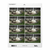 砂浴用ロバ ラベル (フルシート)