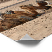 砂漠でラクダ。チュニジア。 ポスター (角)