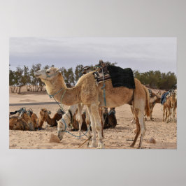 砂漠でラクダ。チュニジア。 ポスター