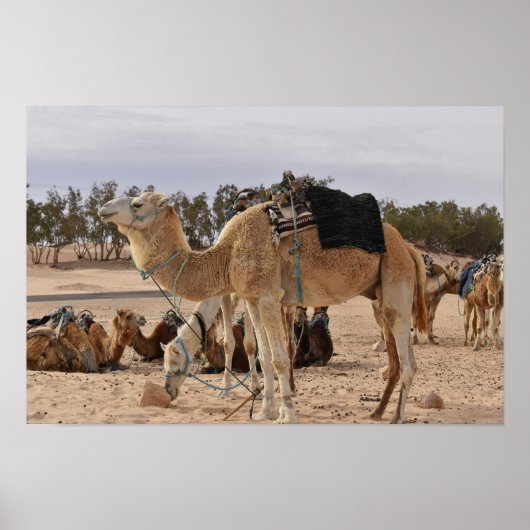 砂漠でラクダ。チュニジア。 ポスター (正面)