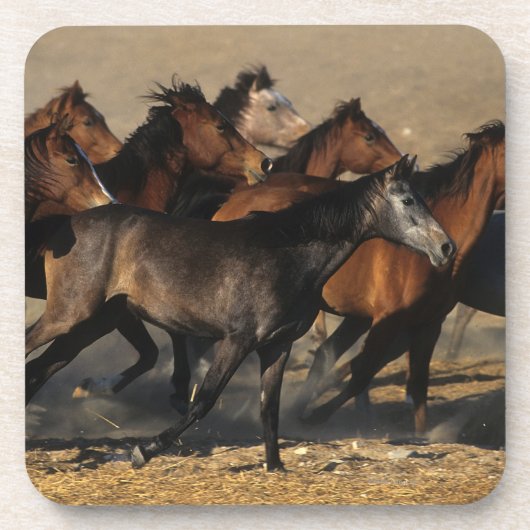 砂漠で走っているアラビア人 コースター (正面)