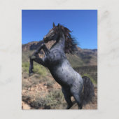 砂漠のはがきにブルーローアン馬を飼育 ポストカード (正面)