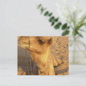 砂漠のはがきにラクダ ポストカード (スタンド正面)