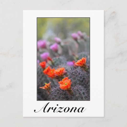 砂漠のアリゾナの色 ポストカード (正面)