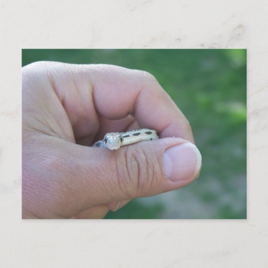 砂漠のゴッペスヘビ ポストカード (正面)