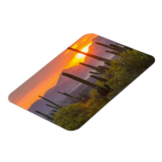 砂漠のサボテンの夕日（アリゾナ） マグネット (左側)