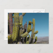 砂漠のサボテン ポストカード (正面/裏面)