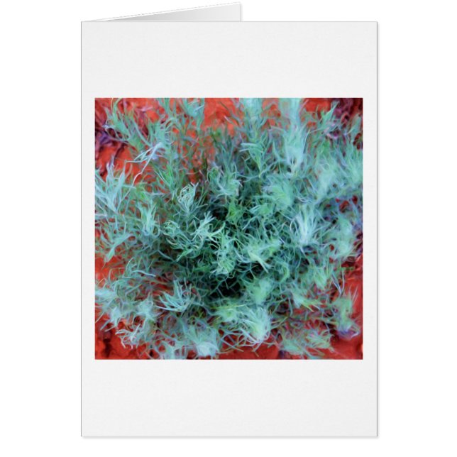 砂漠のセージ (正面)