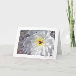 砂漠のチコリー カード