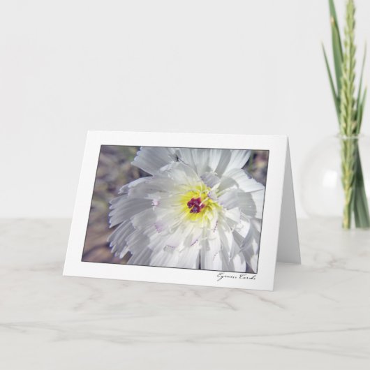 砂漠のチコリー カード (正面)