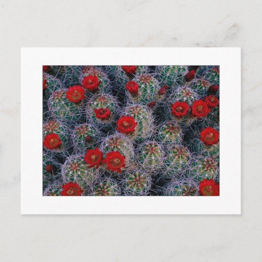 「砂漠のバラ園」 ポストカード (正面)