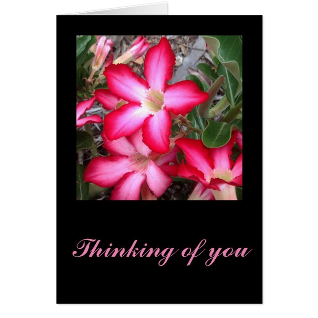 砂漠のバラ色のカード (正面)