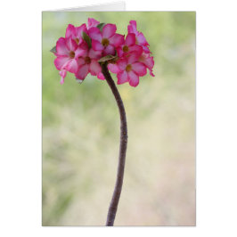 砂漠のバラ（ピンク）