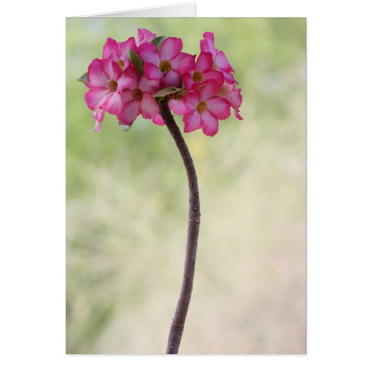 砂漠のバラ（ピンク） (正面)