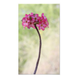 砂漠のバラ（ピンク） フォトプリント           