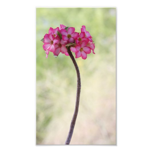 砂漠のバラ（ピンク） フォトプリント            (正面)