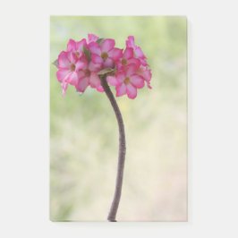 砂漠のバラ（ピンク） ポストイット