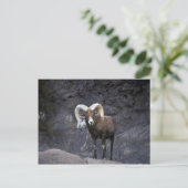 砂漠のブゴーンヒツジ（アダルトラム） ポストカード (スタンド正面)