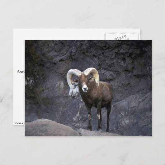 砂漠のブゴーンヒツジ(アダルトラム) ポストカード (正面/裏面)