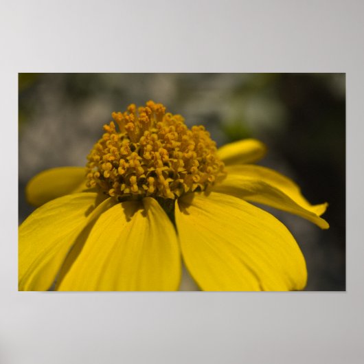 砂漠のブリットルブラシの花 ポスター (正面)