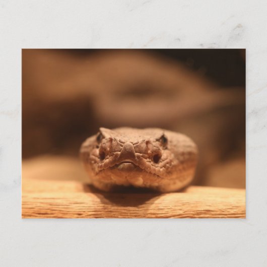 砂漠のヘビ ポストカード (正面)