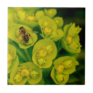 砂漠のホリネズミの植物 タイル