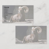 砂漠のメバチ（成獣のラムは日に寝かされる） 名刺 (正面/裏面)