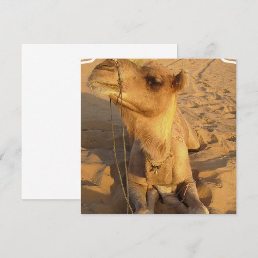 砂漠のラクダの招待状 招待状 (正面/裏面)