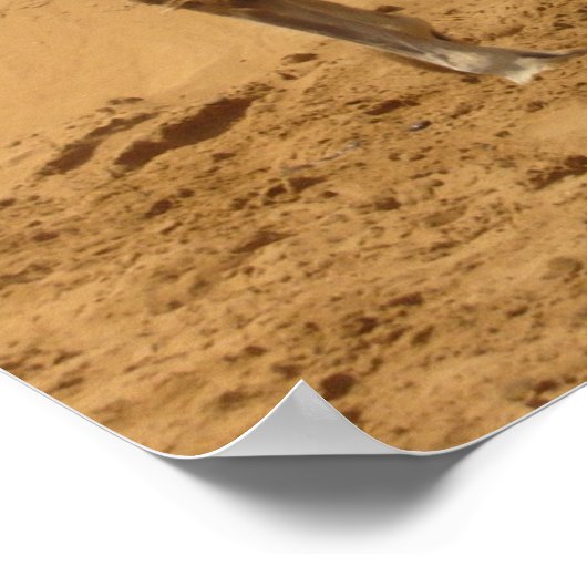 砂漠のラクダ ポスター (角)