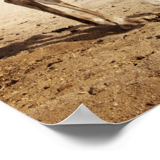 砂漠のラクダ ポスター (角)