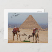 砂漠のラクダ ポストカード (正面/裏面)