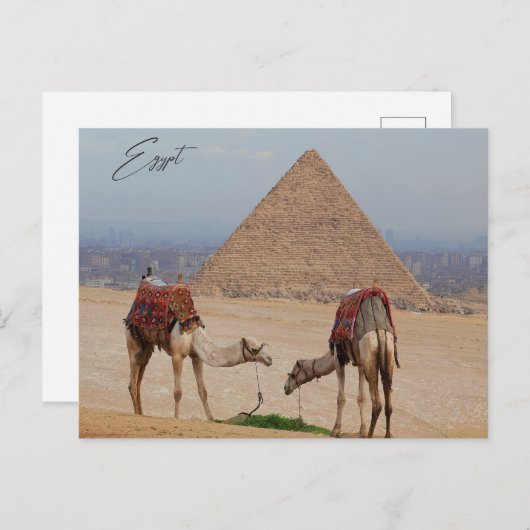 砂漠のラクダ ポストカード (正面/裏面)