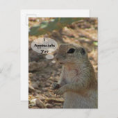 砂漠のリスに感謝 砂漠の動物写真 ポストカード (正面/裏面)