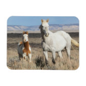 砂漠のワシの平原にいる野生の馬 マグネット (横)